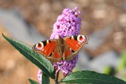 Schmetterling