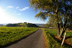 Grüne Wiesen